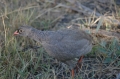 Guinea fowl chick